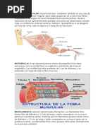 Fasciculo Muscular