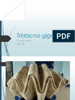 Tridacna Gigas