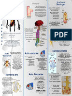 Folleto Doris Medula Espinal