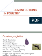 Tapeworm Infections in Poultry