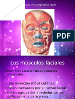 Musculos Faciales - Anatomia