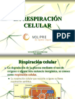 12) Respiración Celular