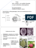 TP11 Frutos