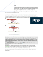 The Sliding Filament Theory