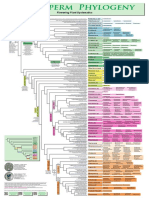 Angiosperm Phylogeny PDF