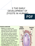 4 3 Development of Zygote