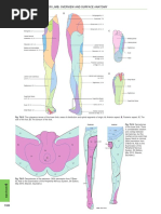 Dermatomes Lower Limb