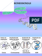 Mitosis y Meiosis GENETICA