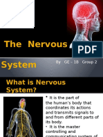 The Nervous System - Psychology 