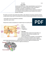 Diencefalo