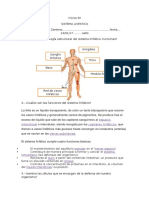 Sistema Linfatico