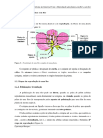 Reprodução Das Plantas Com Flor e Sem Flor