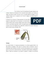 Concepto de Colelitiasis