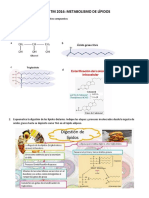 Seminario Bioquímica Metabolismo de Lípidos