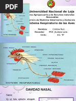 CRISTINA RUIZ-3B-Sistema Respiratorio de Las Aves