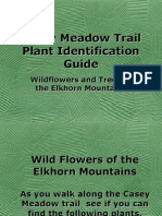 Casey Meadow Trail Plant Identification Guide