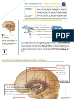 Infografia Ventriculos Cerebrales