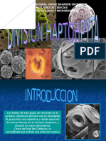 Presentacion de Haptophyta