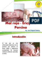 Ericypela Porcino PDF