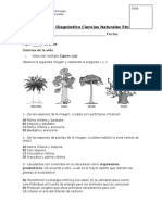 Prueba de Diagnóstico Ciencias Naturales 5to