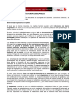 Enfermedad Respiratoria en Reptiles PDF