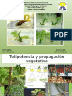 Totipotencia y Propagación Vegetativa