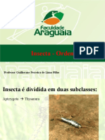 17 Ordens Insecta