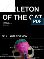 Skeleton of The Cat: Prepared by John Mark Matulac BIO102 Lab