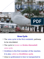 Urea Cycle