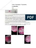 Resumo de Lâminas Histologia - 3° Bimestre