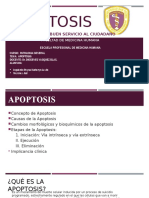 Apoptosis (Robbins y Cotran)