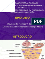 Epididimo