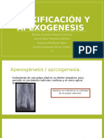 Apexificación y Apexogénesis