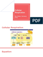 Cellular Respiration