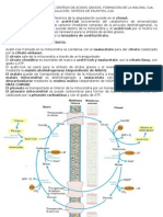 TEMA 46 Biosintesis de Ácidos Grasos