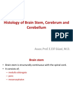 Histology of Cerebrum and Cerebellum