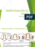 Embriologia de La Visión