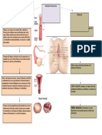 Genitales Femeninos