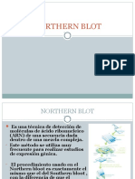 04 Northern Blot