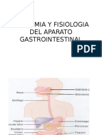 Anatomia y Fisiologia Del Aparato Gastrointestinal