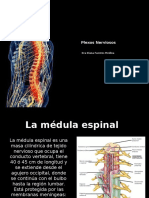 Medula y Plexos