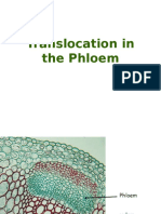 Translocation in The Phloem