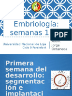 Segmentación e Implantación Del Embrión