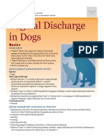 Vaginal Discharge in Dogs