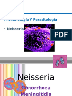 Neisseria