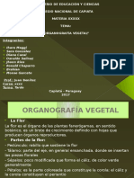 Organografía Vegetal