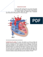 Anatomía Del Corazón