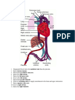 Fetal Circulation