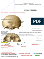 Anatomia Atlas Clase 1 Huesos de Craneo y Cara