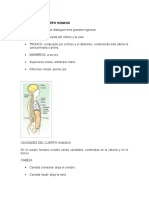 Resumen Regiones Del Cuerpo Humano Planos